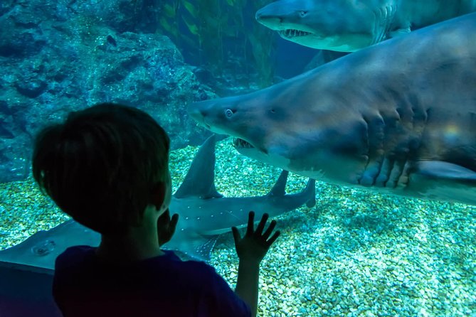 SEA LIFE Ocean World at Bangkok Admission Ticket - Rocky Shore and the Living Ocean