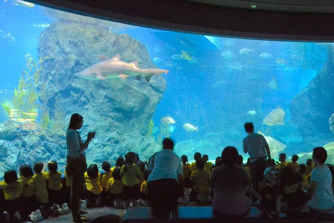 SEA LIFE Ocean World at Bangkok Admission Ticket - Open Ocean, the glass tunnel, and Shark Walk